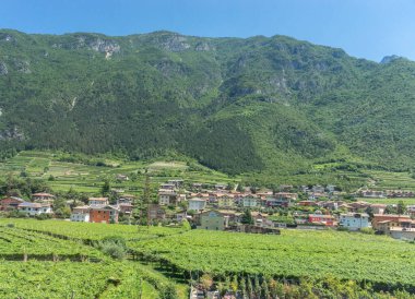 İtalya, Bolzano 'dan Venedik' e giden tren, SKY Şarabı Tarlası 'nın Sahne Görüntüsü