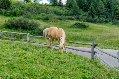 Alpe di Siusi, Seiser Sadm ve Sassolungo Langkofel Dolomite, kahverengi bir at.