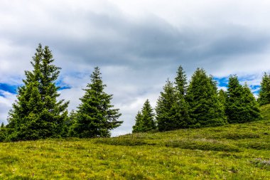 İtalya, Alpe di Siusi, Seiser Alm ve Sassolungo Langkofel Dolomite. Arka planda ağaçlar olan büyük yeşil bir alan.