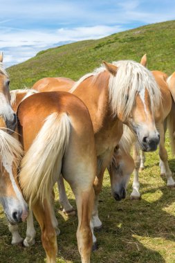 İtalya, Alpe di Siusi, Seiser Alm ve Sassolungo Langkofel Dolomite, bir tarlada duran bir grup kahverengi ve beyaz at.