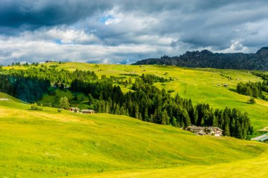 İtalya, Alpe di Siusi, Seiser Alm ve Sassolungo Langkofel Dolomite, yemyeşil bir tarlada otlayan sığır sürüsü.