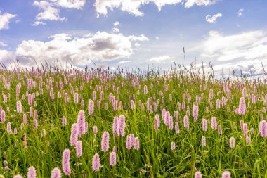 Alpe di Siusi, Seiser Sadm Sassolungo Langkofel Dolomite ile, çimenlerin arasında çiçekler