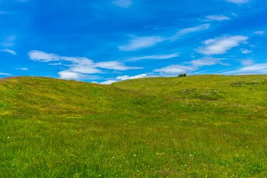 İtalya, Alpe di Siusi, Seiser Alm Sassolungo Langkofel Dolomite ile birlikte, yemyeşil bir tarlaya yakın çekim.