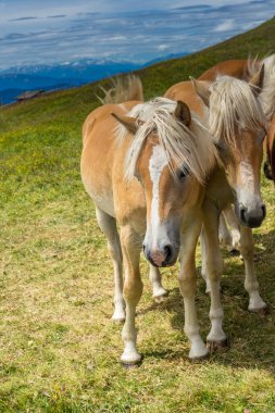 Alpe di Siusi, Seiser Alm ve Sassolungo Langkofel Dolomite, yemyeşil bir tarlanın tepesinde duran kahverengi ve beyaz bir aygır.
