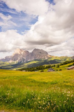 İtalya, Alpe di Siusi, Seiser Alm ve Sassolungo Langkofel Dolomite arka planda dağ olan bir tarla.