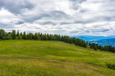 İtalya, Alpe di Siusi, Seiser Alm Sassolungo Langkofel Dolomite ile birlikte, yemyeşil bir tarlaya yakın çekim.