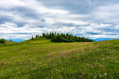 İtalya, Alpe di Siusi, Seiser Alm Sassolungo Langkofel Dolomite ile birlikte, yemyeşil bir tarlaya yakın çekim.
