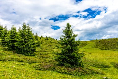 İtalya, Alpe di Siusi, Seiser Alm Sassolungo Langkofel Dolomite ile birlikte, yemyeşil bir tarlaya yakın çekim.