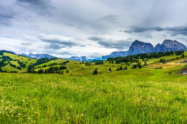 İtalya, Alpe di Siusi, Seiser Alm Sassolungo Langkofel Dolomite ile birlikte, arkasında dağ olan büyük yeşil bir tarla.