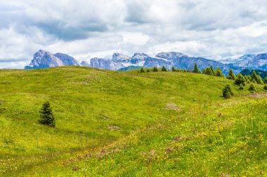 İtalya, Alpe di Siusi, Seiser Alm Sassolungo Langkofel Dolomite ile birlikte, arkasında dağ olan büyük yeşil bir tarla.