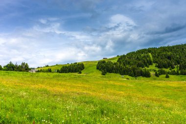İtalya, Alpe di Siusi, Seiser Alm Sassolungo Langkofel Dolomite ile birlikte, yemyeşil bir tarlaya yakın çekim.