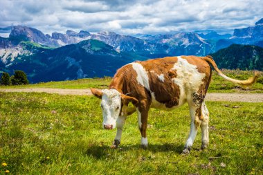 İtalya, Alpe di Siusi, Seiser Alm ve Sassolungo Langkofel Dolomite, yemyeşil bir tarlanın tepesinde duran kahverengi ve beyaz bir inek.