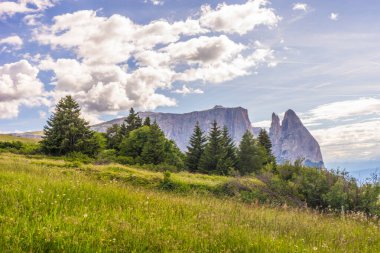 İtalya, Alpe di Siusi, Seiser Alm Sassolungo Langkofel Dolomite ile birlikte, yemyeşil bir tarlaya yakın çekim.