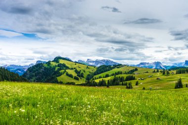 Alpe di Siusi, Seiser Sadm ile Sassolungo Langkofel Dolomite, yemyeşil alan