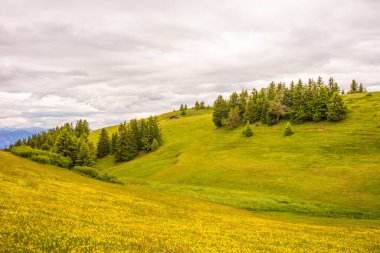 Alpe di Siusi, Seiser Sadm ve Sassolungo Langkofel Dolomite, yemyeşil bir arazinin yakın çekimi.