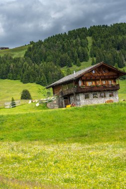 İtalya, Alpe di Siusi, Seiser Alm ve Sassolungo Langkofel Dolomite, yemyeşil bir tarlada otlayan bir koyun sürüsü.