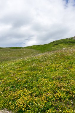 İtalya, Alpe di Siusi, Seiser Alm ve Sassolungo Langkofel Dolomite. Arka planda ağaçlar olan büyük yeşil bir alan.