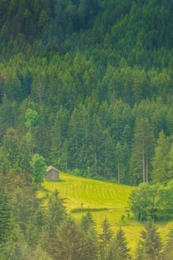 İtalya, Alpe di Siusi, Seiser Alm ve Sassolungo Langkofel Dolomite, yemyeşil bir ormanda otlayan bir koyun sürüsü.