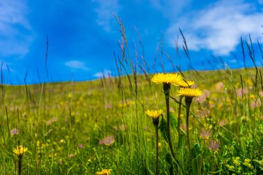 İtalya, Alpe di Siusi, Seiser Alm Sassolungo Langkofel Dolomite ile, tarlada sarı bir çiçek