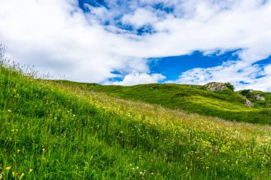 İtalya, Alpe di Siusi, Seiser Alm Sassolungo Langkofel Dolomite ile birlikte, yemyeşil bir tarlaya yakın çekim.