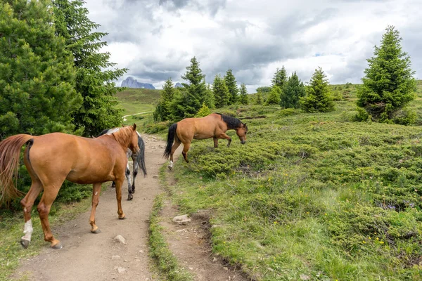 Италия Alpe Siusi Seiser Alm Sassolungo Langkofel Dolomite Brown Horse — стоковое фото