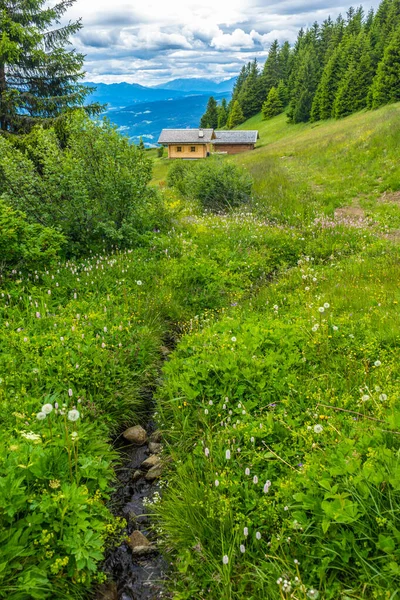 Italien Seiser Alm Seiser Alm Mit Langkofel Dolomiten Nahaufnahme Einer — Stockfoto