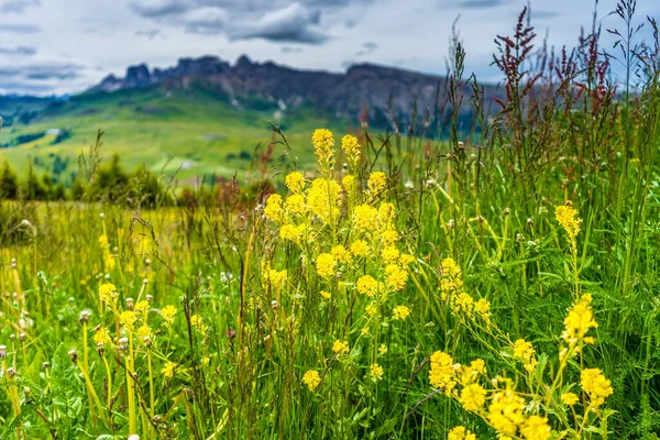 Italien Seiser Alm Seiser Alm Mit Langkofel Dolomiten Eine Gelbe — Stockfoto