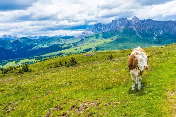 İtalya, Alpe di Siusi, Seiser Alm ve Sassolungo Langkofel Dolomite, yemyeşil bir tarlanın tepesinde duran kahverengi ve beyaz bir inek.