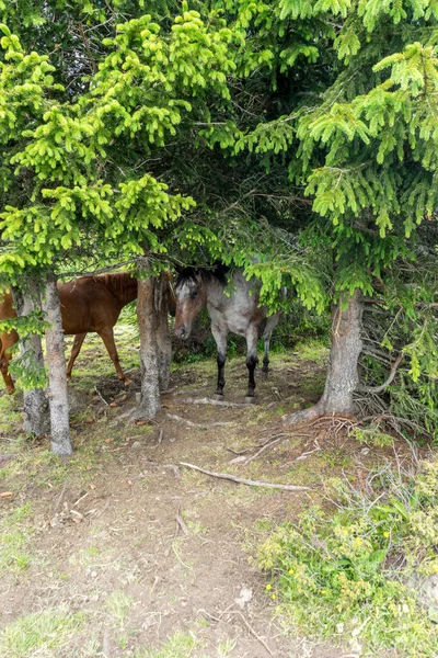 Italia Alpe Siusi Seiser Alm Con Sassolungo Langkofel Dolomite Caballo — Foto de Stock