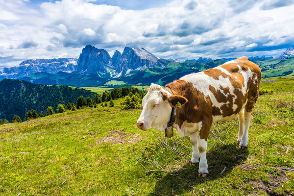Italy, Alpe di Siusi, Seiser Alm with Sassolungo Langkofel Dolomite, a brown and white cow standing on top of a lush green field