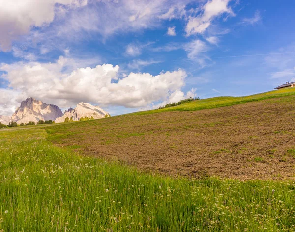 Italia Alpe Siusi Seiser Alm Con Sassolungo Langkofel Dolomite Campo —  Fotos de Stock