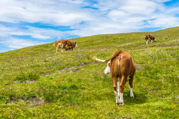 Italy Alpe Siusi Seiser Alm Sassolungo Langkofel Dolomite Herd Cattle — Stock Photo, Image