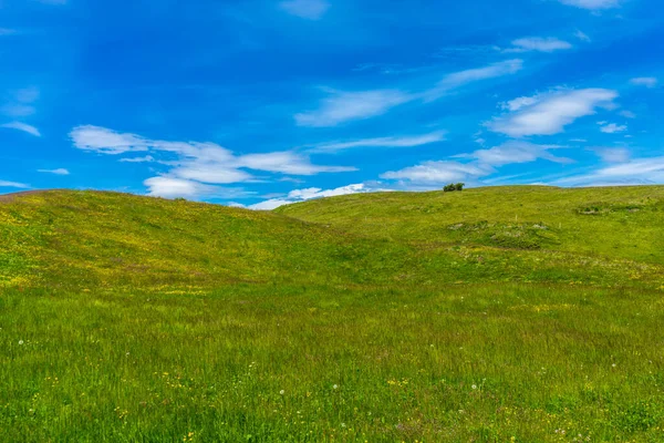 イタリア アルプ シウシ サッソルンゴ ランコフェル ドロマイトとセイザー アルム 緑豊かなフィールドのクローズアップ — ストック写真