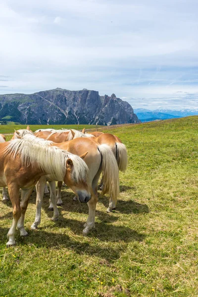 Alpe Siusi Alm Озолио Лангко Дамите Коричнево Белой Жеребцовой Лошадью — стоковое фото