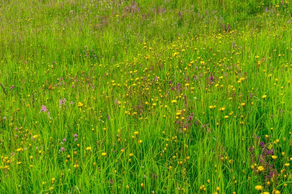 Alpe Siusi Seiser Alm Com Sassolungo Langkofel Dolomite Close Campo — Fotografia de Stock