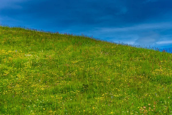 イタリア アルプ シウシ サッソルンゴ ランコフェル ドロマイトとセイザー アルム 緑豊かなフィールドのクローズアップ — ストック写真