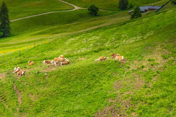 Италия Alpe Siusi Seiser Alm Sassolungo Langkofel Dolomite Herd Sheep — стоковое фото