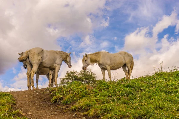 Alpe Siusi Альма Матер Осоло Лангко Дамите Белой Лошадью Стоящей — стоковое фото
