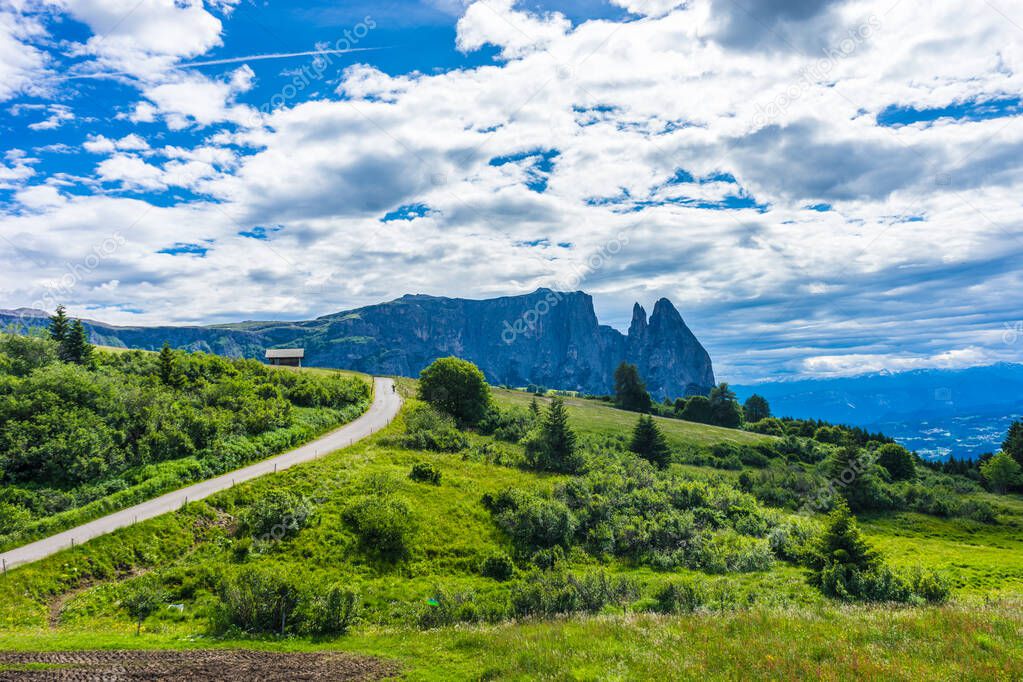 Alpe di Siusi, Seiser Alm with Sassolungo Langkofel Dolomite, a trekking walking winding path in a lush green field panorama