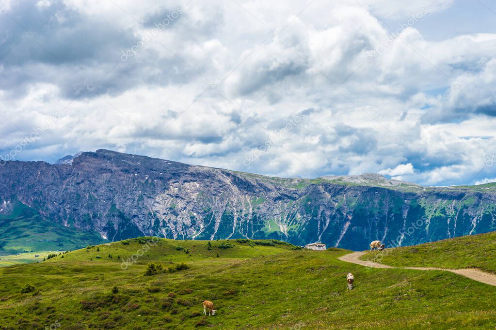 Italy, Alpe di Siusi, Seiser Alm with Sassolungo Langkofel Dolomite, a large green field with a mountain in the background