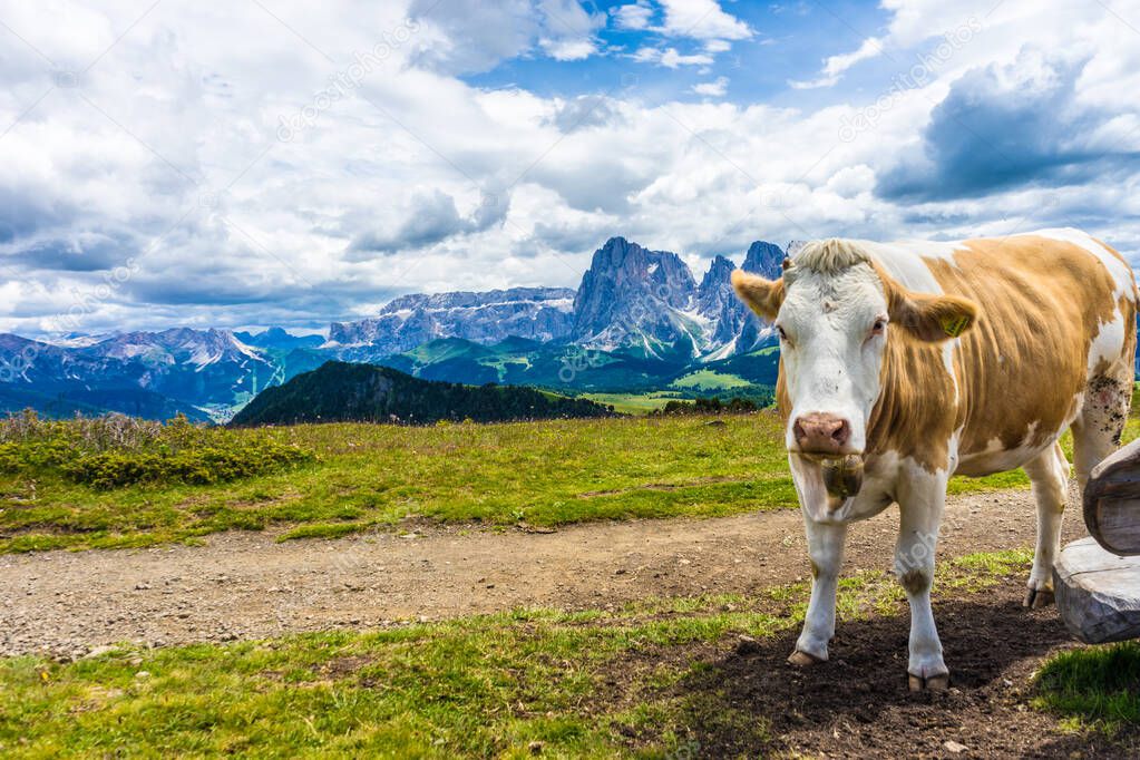 Italy, Alpe di Siusi, Seiser Alm with Sassolungo Langkofel Dolomite, a brown and white cow standing on top of a grass covered field