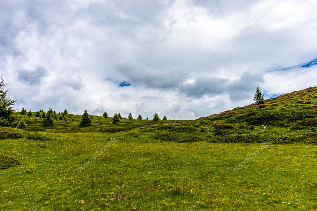 Italy, Alpe di Siusi, Seiser Alm with Sassolungo Langkofel Dolomite, a close up of a lush green field