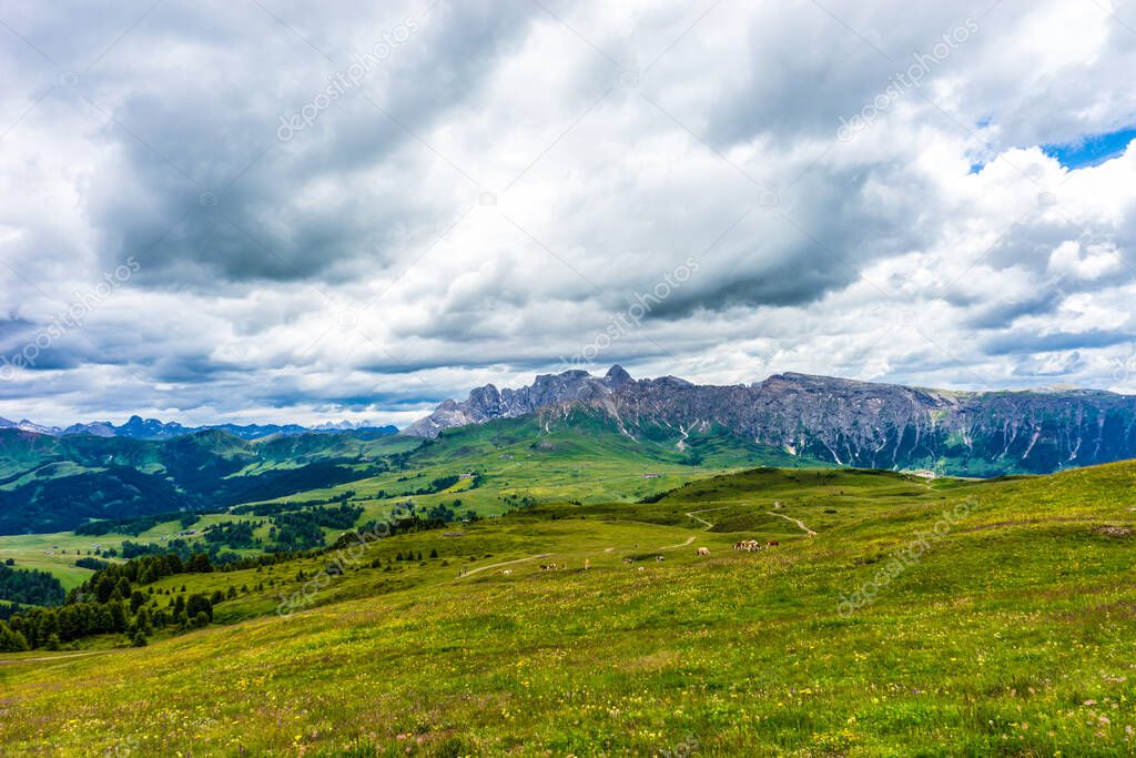 Italy, Alpe di Siusi, Seiser Alm with Sassolungo Langkofel Dolomite, a large green field with a mountain in the background