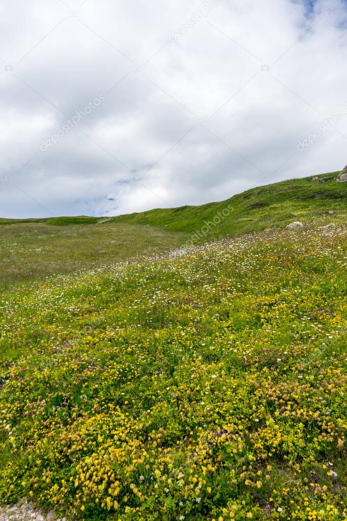 Italy, Alpe di Siusi, Seiser Alm with Sassolungo Langkofel Dolomite, a large green field with trees in the background