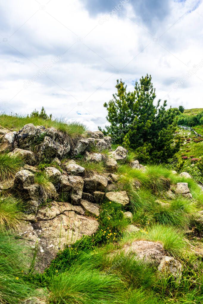 Italy, Alpe di Siusi, Seiser Alm with Sassolungo Langkofel Dolomite, a tree on a rocky hill