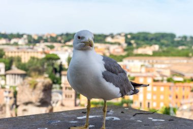Avrupa, İtalya, Roma, Roma Forumu, ahşap bir çitin tepesinde oturan bir kuş