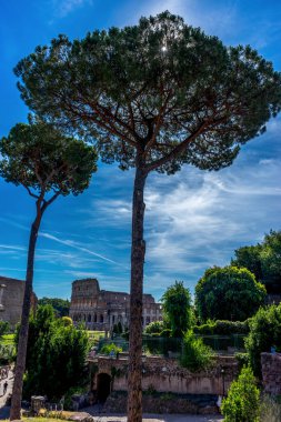 İtalya, Roma, Roma Forumu, kolezyumun önünde bir ağaç