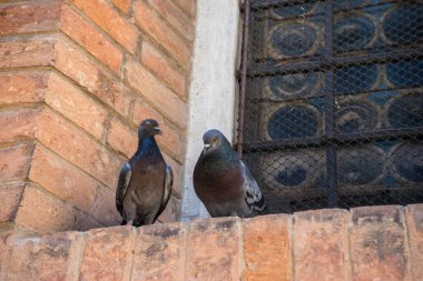 İtalya, Venedik, tuğla bir binanın kenarında oturan bir güvercin