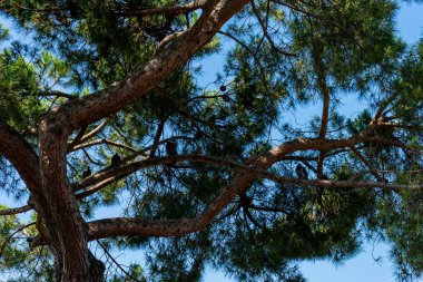 Avrupa, İtalya, Venedik, Düşük Açı Ağaç Görüntüsü