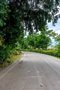İtalya, Floransa, Amisdt ağaçları